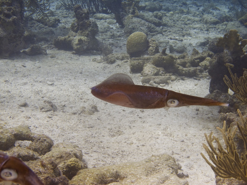 IMG_4171 Caribbean Reef Squid.jpg